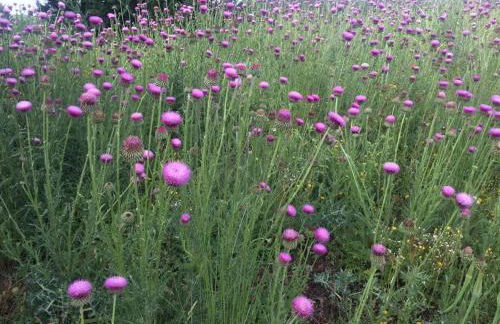 El Carro del Abuelo - Foto 55