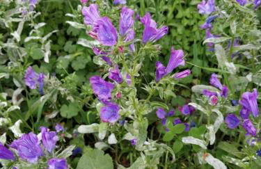 B & B Il Sicomoro - Foto 35