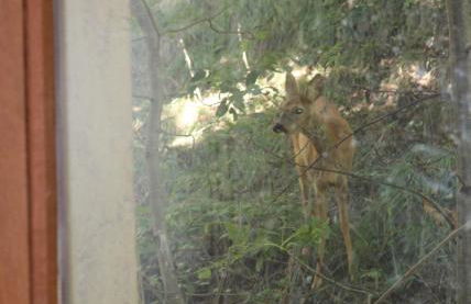 Agréable appartement au calme avec vue montagne, commune de Le Monêtier les Bains - Le Freyssinet - Photo 36