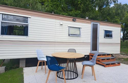 Ulinia Wilcza 4 niebieski - Photo 2