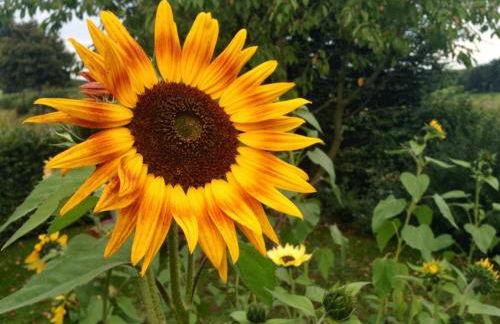 "GartenTraum" - FeWo in Marienmünster - Ostwestfalen - Foto 27