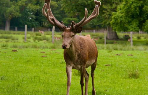 Villa Gottstreu - Foto 33