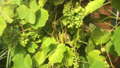 Ferienvilla-mv - Foto 2