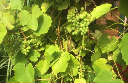 Ferienvilla-mv - Foto 2