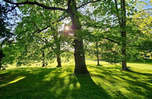 Licht+Luft, Wohnen auf Zeit - Foto 43