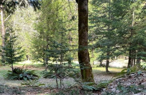 Forest Haven, Fantastic Nature Retreat! - Foto 15