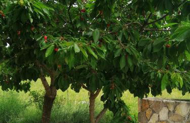 Villa Legacy - Foto 22