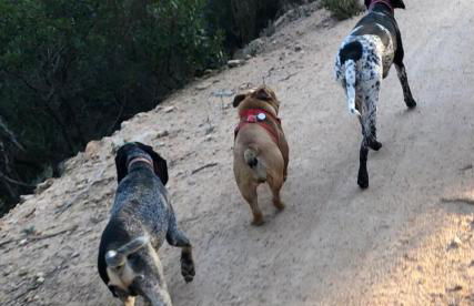 Can Mateuet - House Rental by Season - Photo 36