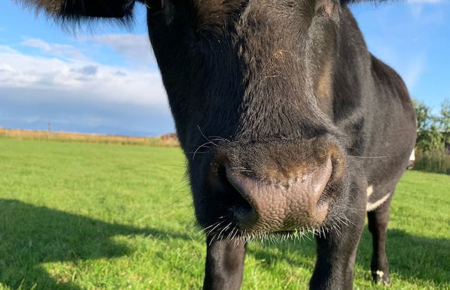 Farmer's Guest House - Foto 15