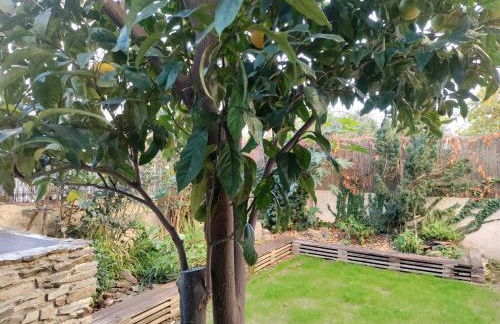 Les Papillons - Foto 4