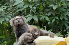 Casa Mundo Buzios - Foto 13