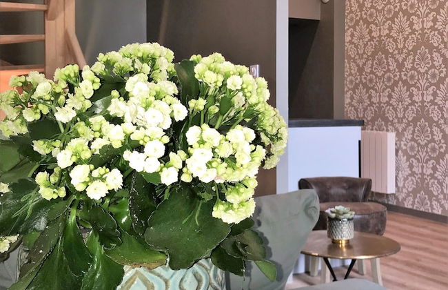 Perlépampille - Foto 65