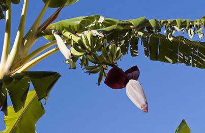 Appartamenti Le Pleiadi - Succhivo d'Ischia - Foto 22