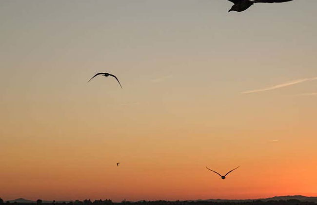 Boat ride through the marshes of Isla Cristina and Punta del Moral - Photo 12