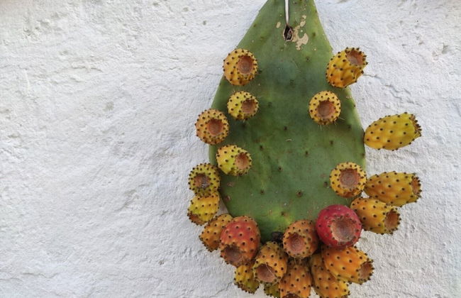 Masseria Costarella - Photo 47