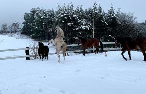 Toskania Kociewska - Photo 19