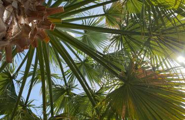 Accommodation Villa Mallis in Chorto, Pelion - Foto 44