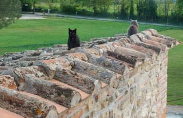 Casale Collecchio Siena - Foto 6