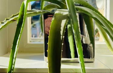 ARTvacanza Neustadt - Foto 15