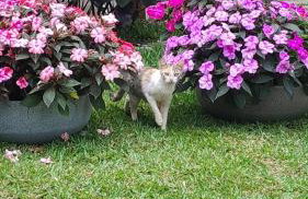 Casa bangalô conexão com a natureza e bem estar - Foto 54