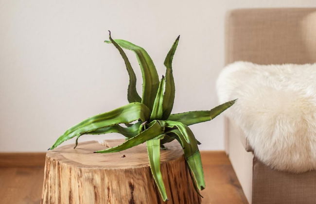 Wohnen im Herzen der Altstadt - Photo 6