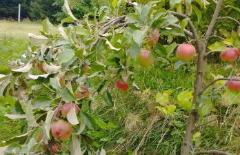 Górska Polana, Stronie Śląskie - Młynowiec - Foto 34