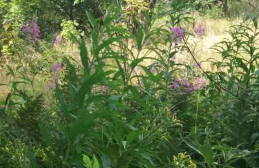 Ferienwohnung Zimt und Zucker - Foto 23