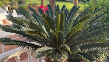 Ocean View Tenerife South Coast - Foto 3, Garden