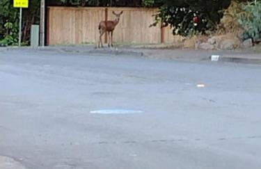 Corvallis OSU 7 peeps - Foto 7