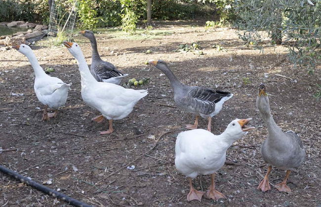 Casale Della Pergola Eco-friendly by the sea - Foto 66