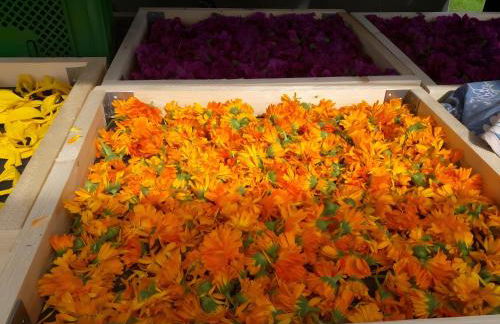 Freilandhof - Foto 10