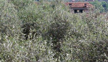 Grazioso monolocale - Foto 3