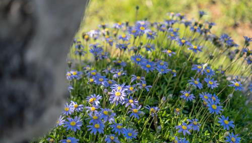 Alandroal Nature & Pool Retreat - Foto 3, Garden, Garden view