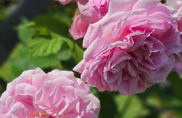 Magical places Unter den Linden - Foto 5