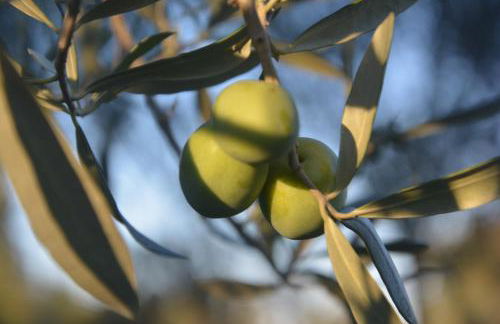 Agriturismo Torre Del Golfo - Foto 13