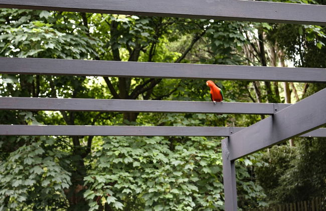 Morton Brae Luxury Cottage Sassafras - Foto 23