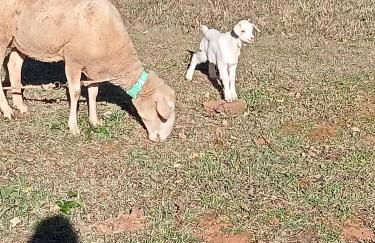 Alojamento Local - Casa Amarela - Foto 29