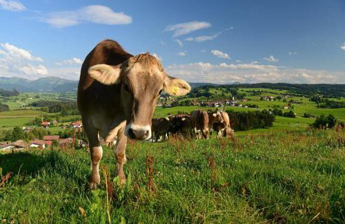 Ferienwohnung Engelhardt - Foto 18