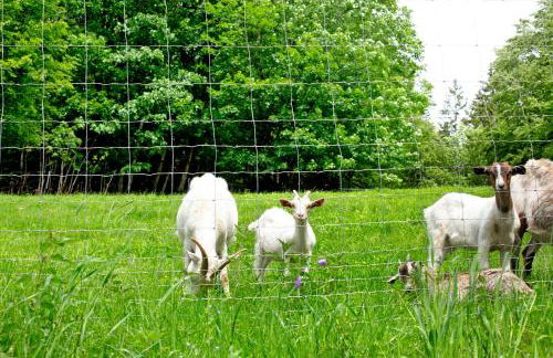 Tinyhaus 1 - Foto 16