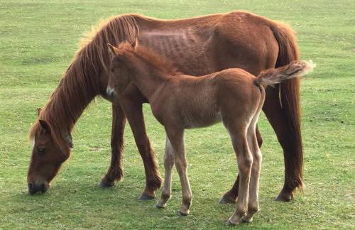 Bentley Cottage - Foto 25