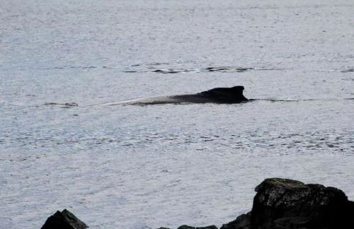 Rustic Cabin Rental for a Secluded Escape to Whale Island, Alaska - Foto 21