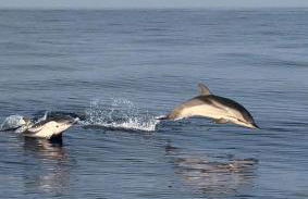 Aux rivages de Sylvie - 150 m de la plage - Foto 31