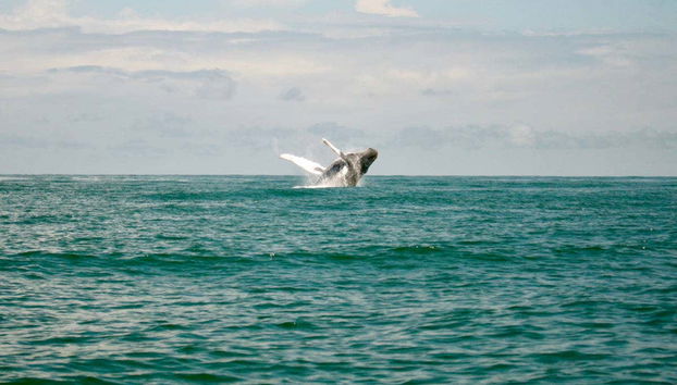 Whale Watching from Cali - Foto 2