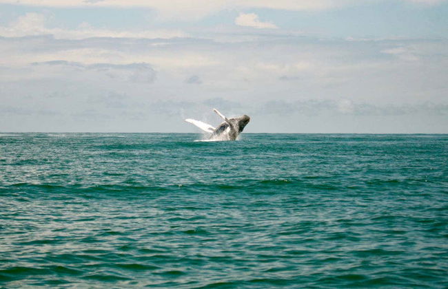 Whale Watching from Cali - Photo 1