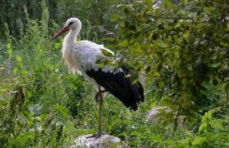 Gite Traditionnel au Centre Historique d'Éguisheim - Foto 20