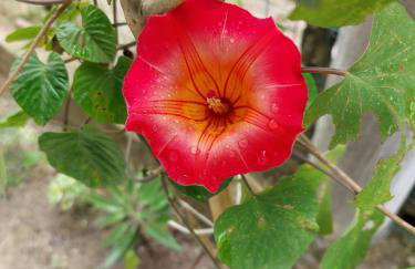 Casa Passarinhos - Foto 31