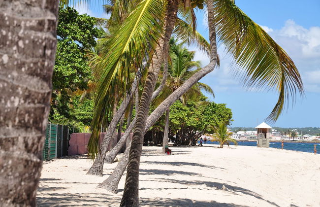 Résidence Tropicale - Photo 45