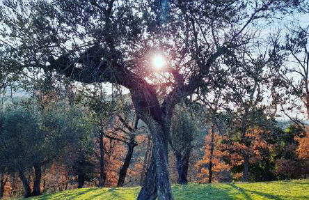 Tenuta San Felice - Foto 57