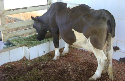 Hotel Fazenda Vale Amanhecer - Photo 26