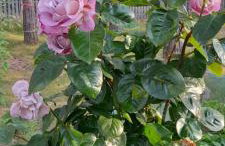 Lawendowy Domek nad jeziorem Szteklin - Foto 28